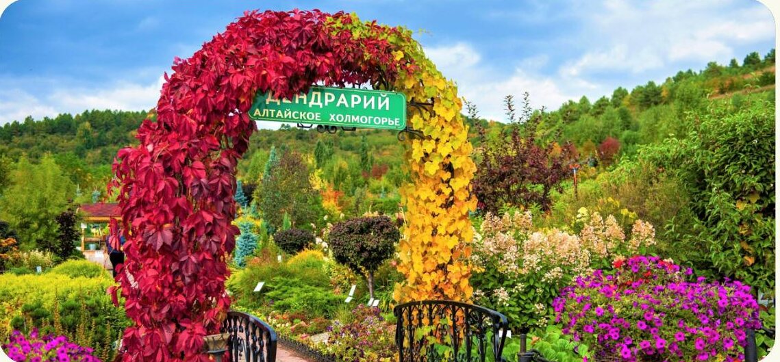 Арка дендропарка «Алтайского холмогорья», увитая красным и жёлтым девичьим виноградом